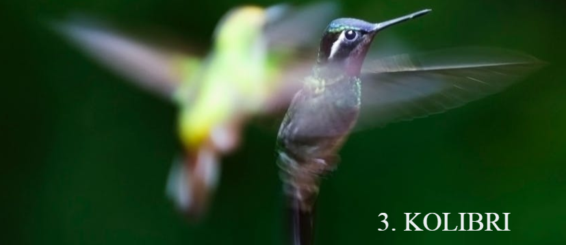 kolibri algoritam